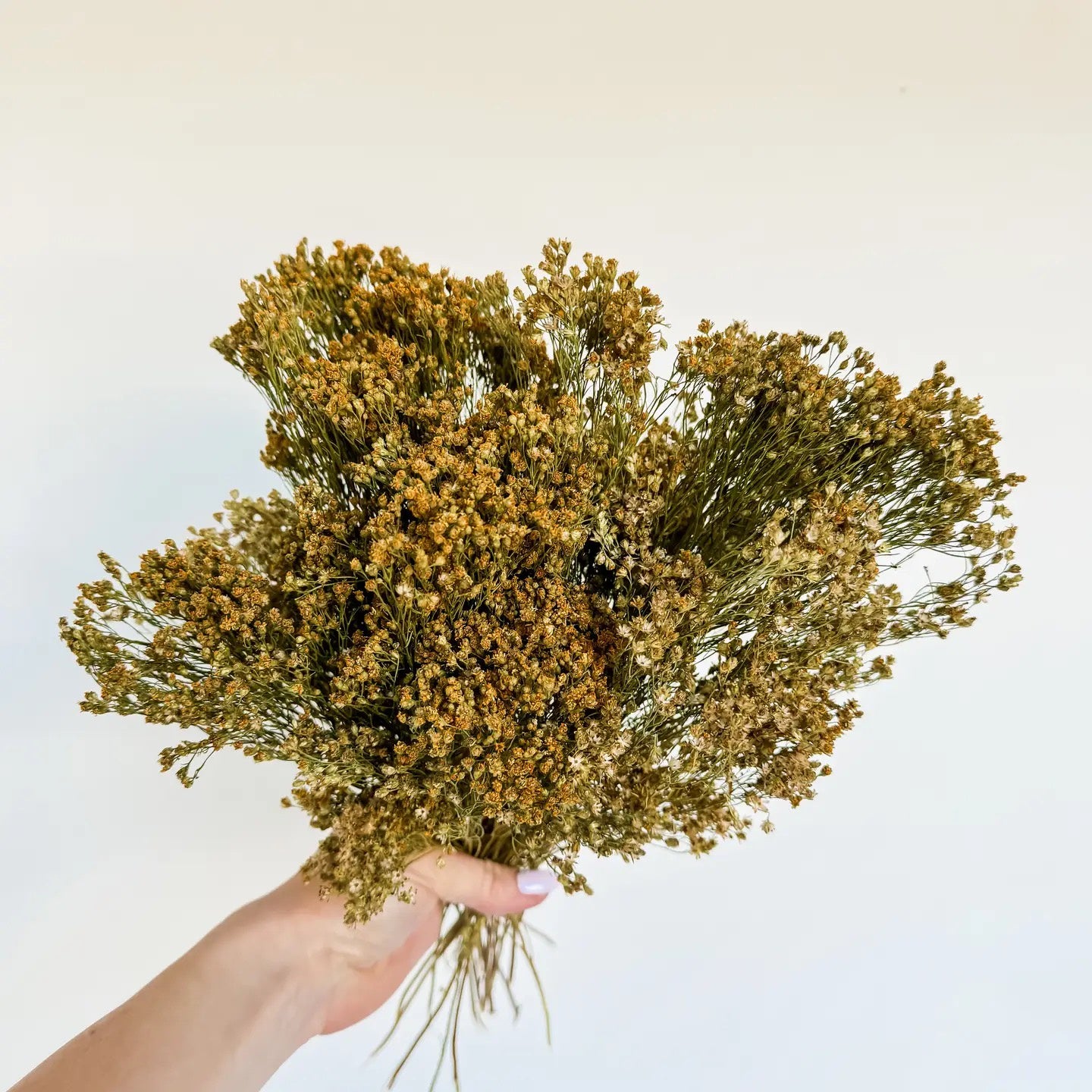 Dried Broom Bloom Flowers