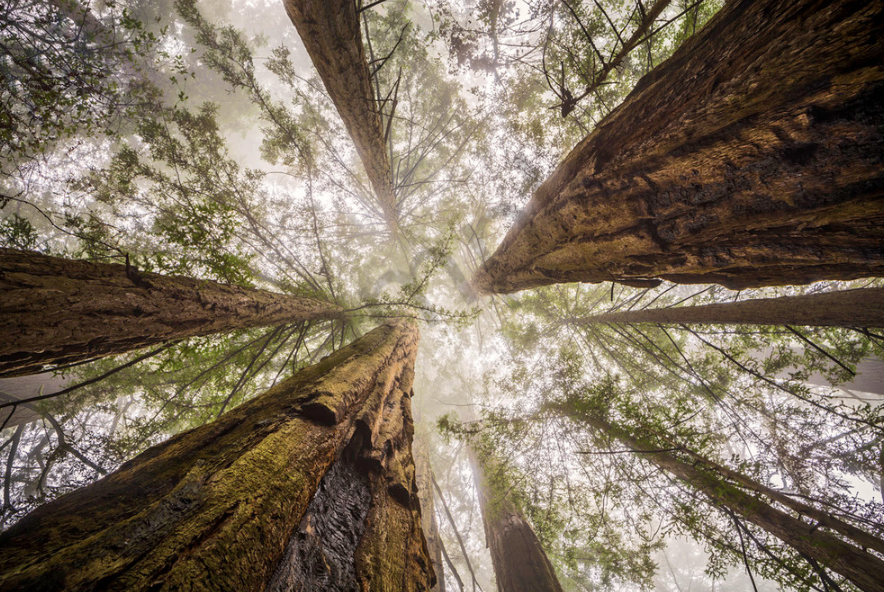 Giants of the Forest Photography Print