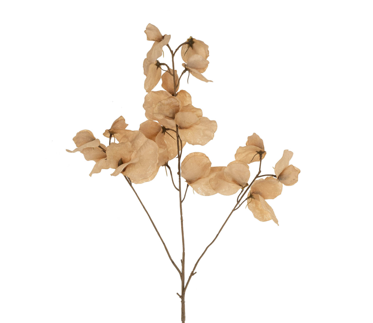 Sweet Pea Floral Stem